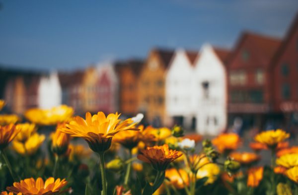 blomster med Bergen brygge i bakrund