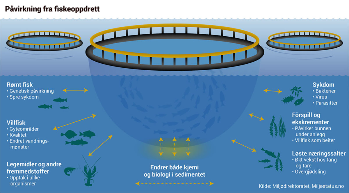 Figur 1: Miljøpåvirkning fra oppdrett av laks. Hentet fra Miljødirektoratet (2020).